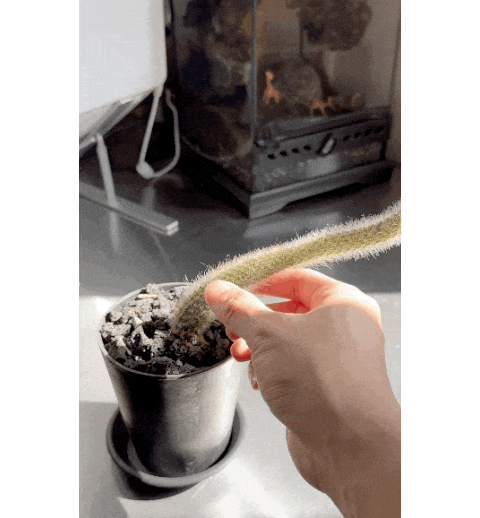 97d1d454f91441c43fe221a3d141bf05_1748311781_9492.gif