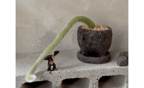 97d1d454f91441c43fe221a3d141bf05_1748311784_7823.gif