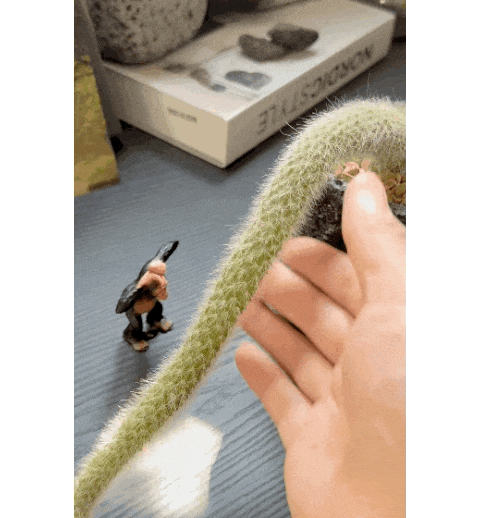 97d1d454f91441c43fe221a3d141bf05_1748311792_3997.gif