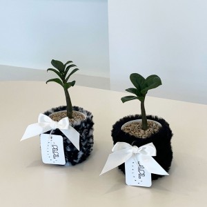 미니 보석 금전수