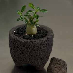 미니 바오밥 나무 석화 화산석화분
