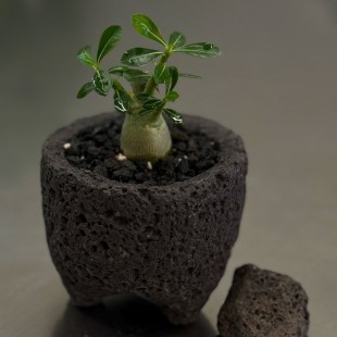 미니 바오밥 나무 석화 화산석화분