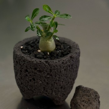 미니 바오밥 나무 석화 화산석화분