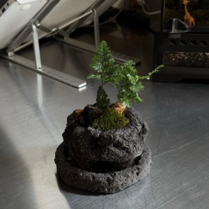 제주숲 후마타고사리 비단이끼 화산석화분