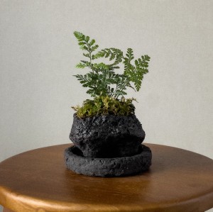 화산석이끼고사리