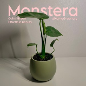 모노플랜트 몬스테라