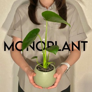 모노플랜트 몬스테라