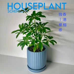 모노플랜트 홍콩야자