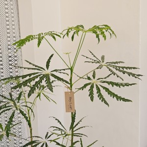 헤이리프 청아랄리아