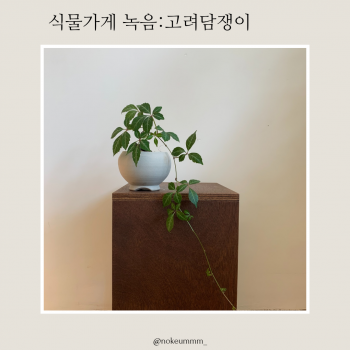 식물가게 녹음 고려담쟁이 (동일품)