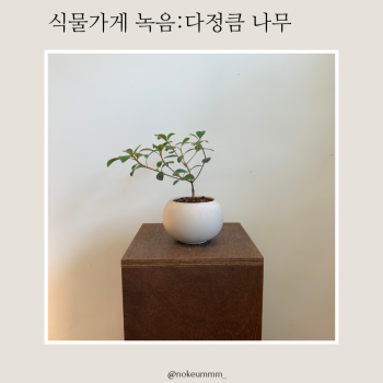 식물가게 녹음 다정큼 나무 (동일품)
