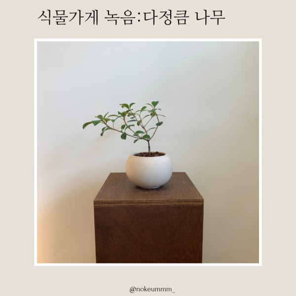 식물가게 녹음 다정큼 나무 (동일품)