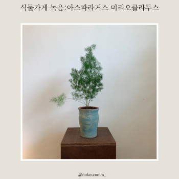 식물가게 녹음 아스파라거스 미리오클라두스 (동일품)