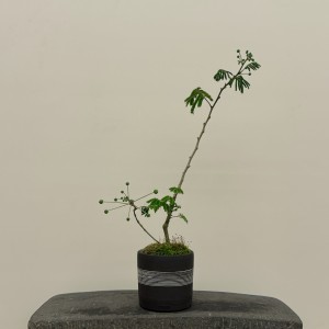 크리스토플랜트 기와 (로우)