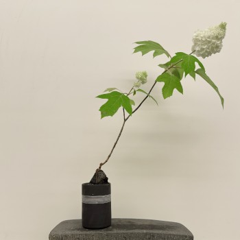 크리스토플랜트 기와 (하이)