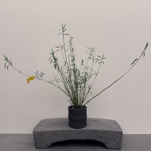 크리스토플랜트 오죽 (로우)