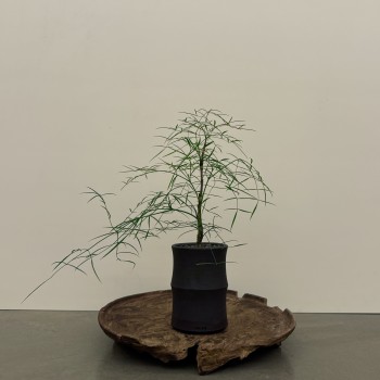 크리스토플랜트 오죽 (하이)