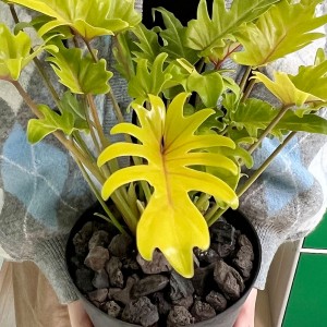 티에라 야광셀렘 형광셀렘 중형 감성화분 저면관수화분