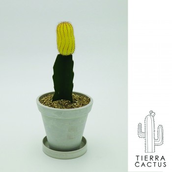 티에라 사철 예쁜 노랑 접목 선인장 - 화분 3color