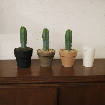 티에라 높이25cm 통통 건강한 용신목 선인장 - 토분 4type/세라믹2color