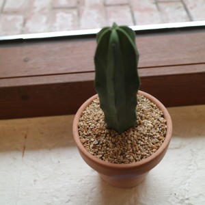 티에라 높이25cm 통통 건강한 용신목 선인장 - 토분 4type/세라믹2color