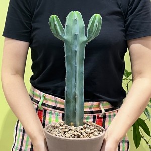 티에라 아미고 멕시코 중형 만세 용신목 선인장 -토분 3타입
