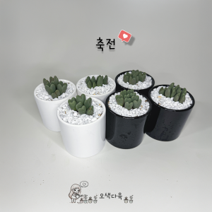 오색다육 축전 세라믹화분세트