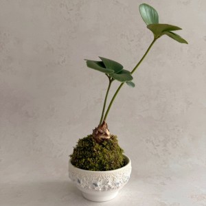 수풀림 멕시코 소철 코케다마 이끼볼 미니 화분 선물