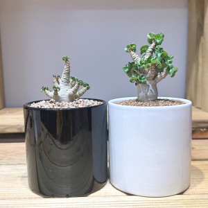 오색다육 아데니움DHA 아프리카식물 세라믹화분세트