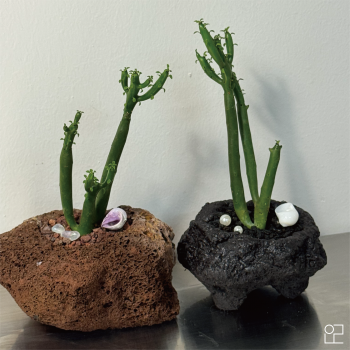 은근스튜디오 연필 선인장