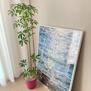티에라 키우기 쉬운 인테리어식물 중대형 쉐프렐라 - 저면관수화분 9COLOR