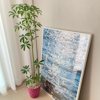 티에라 키우기 쉬운 인테리어식물 중대형 쉐프렐라 - 저면관수화분 9COLOR