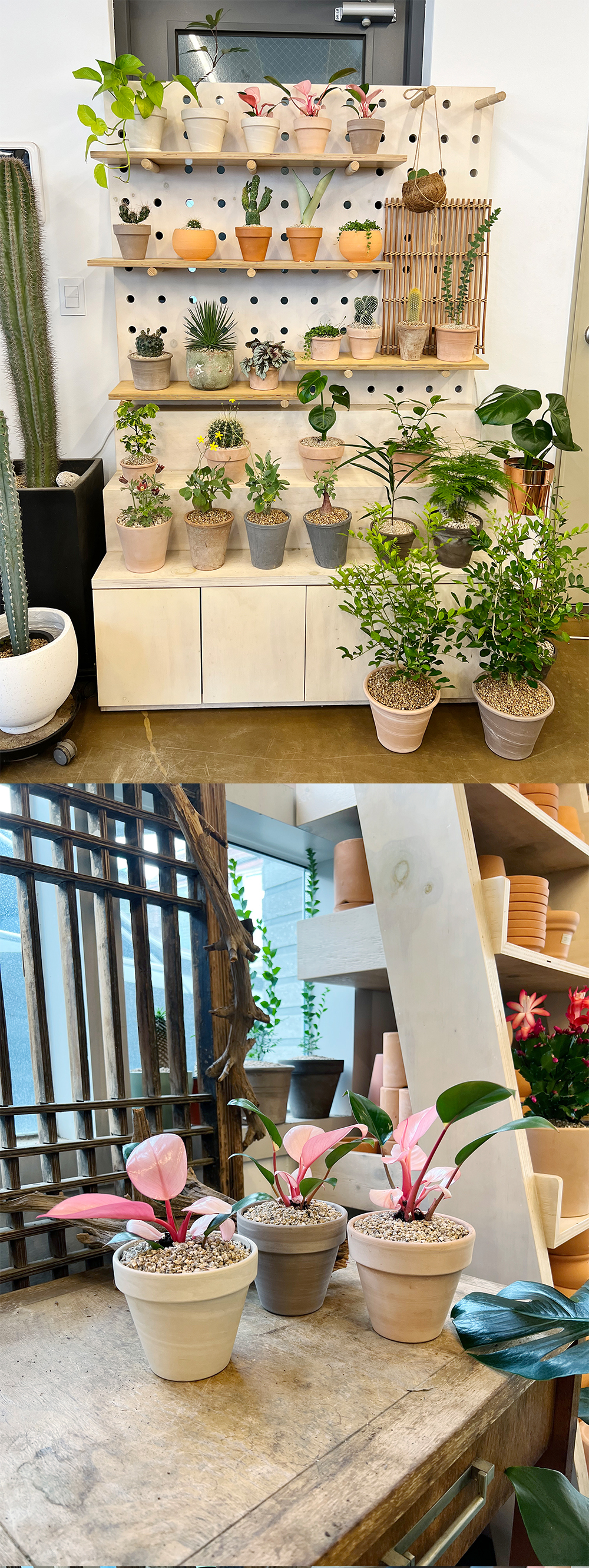 cabf13d86db46b0fbbdaaf2644031775_1764841022_3942.jpg cabf13d86db46b0fbbdaaf2644031775_1764841022_3942.jpg